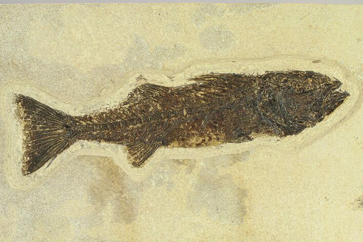 Uncommon Fish Fossil (Mioplosus) - Wall Mount #299851